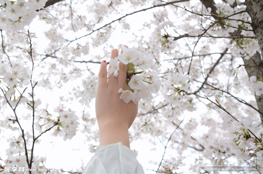 樱花