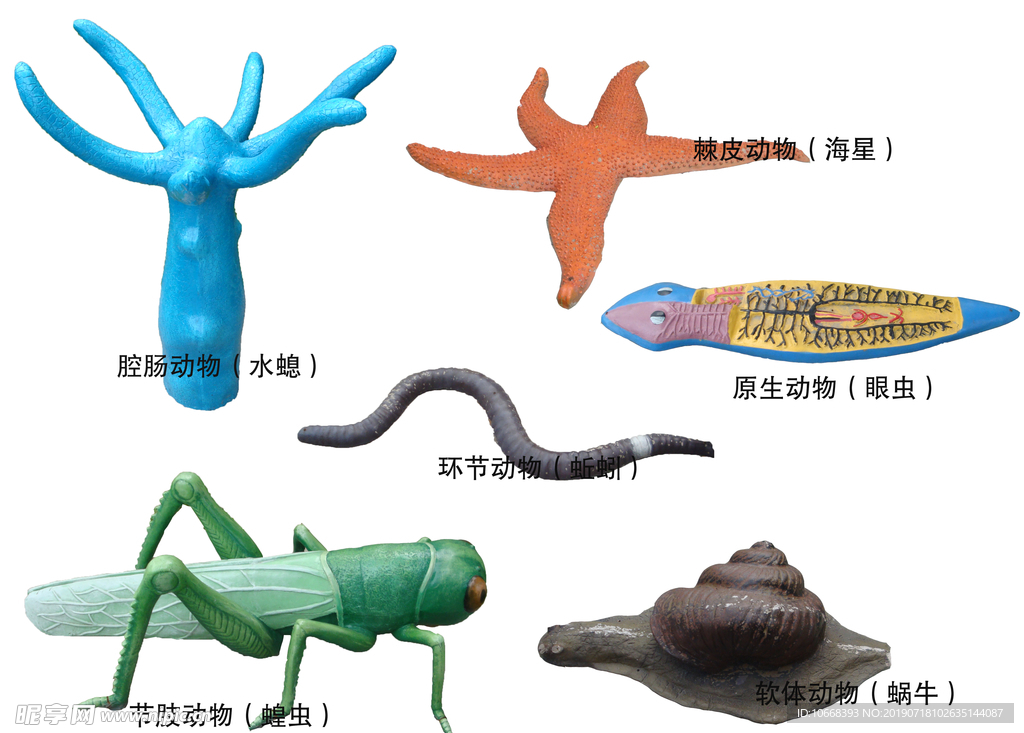 学校生物模型