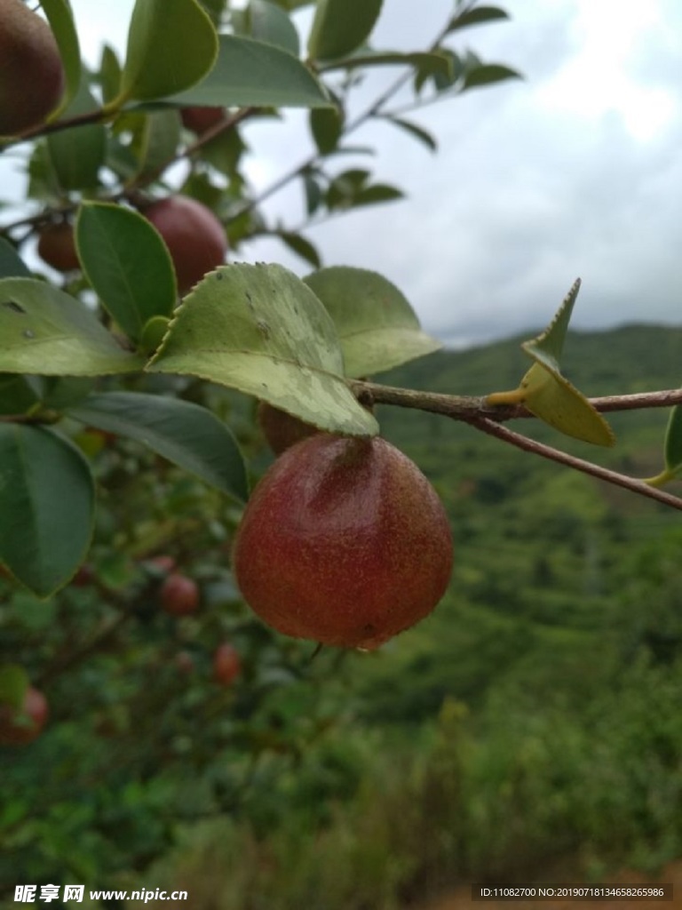 壮山茶油飘香