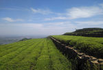 梯田茶山