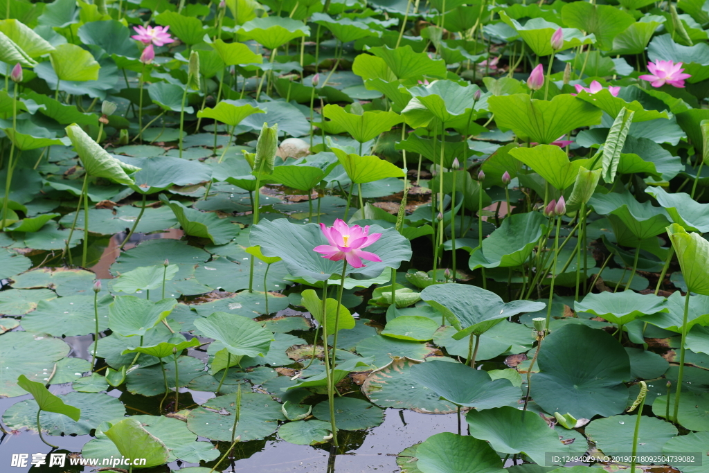 荷花
