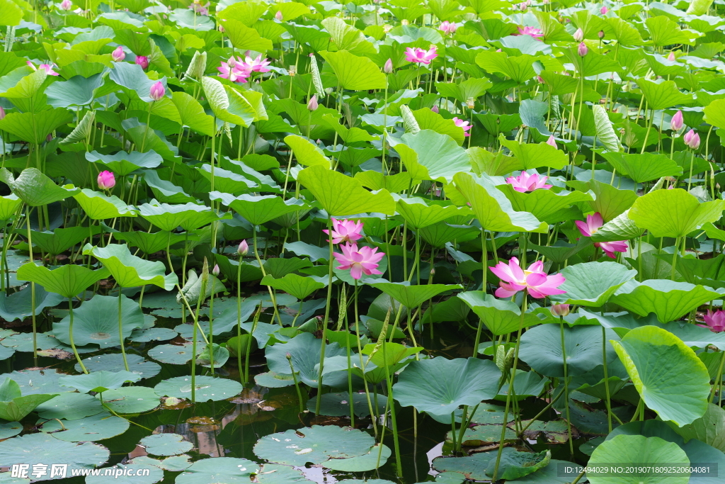 荷花