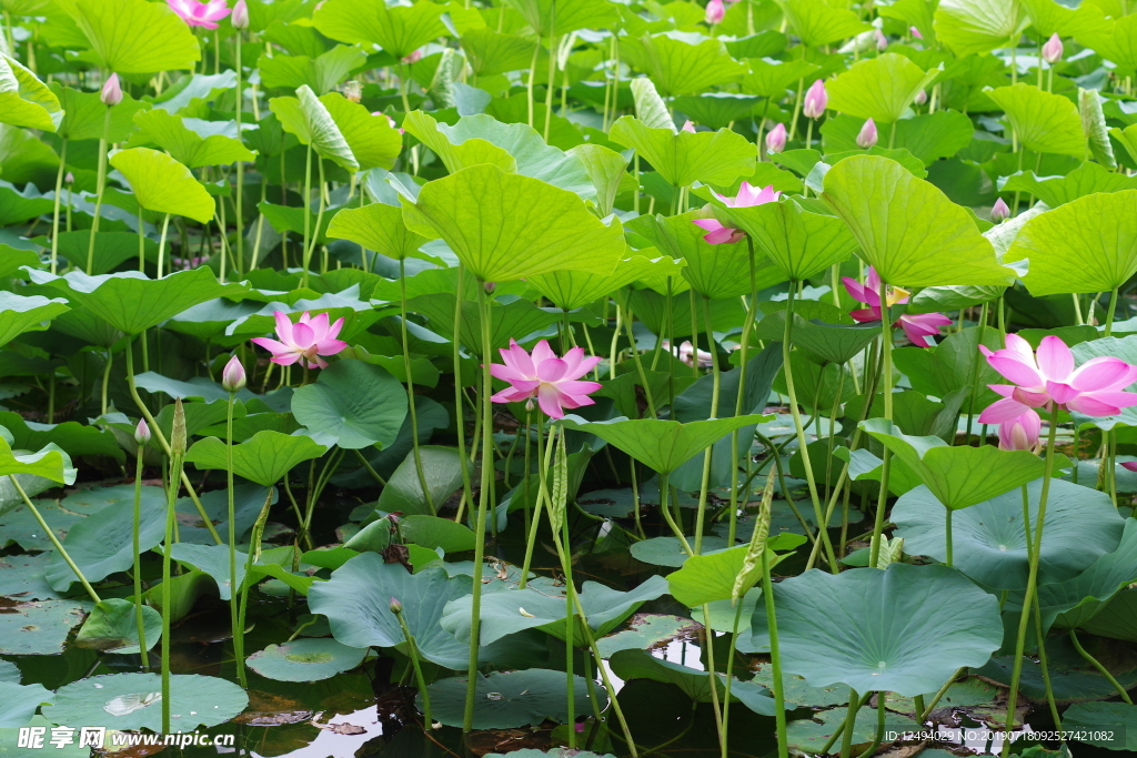 荷花