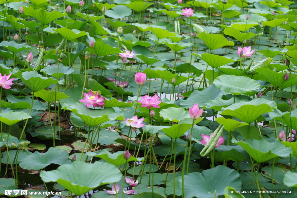 荷花