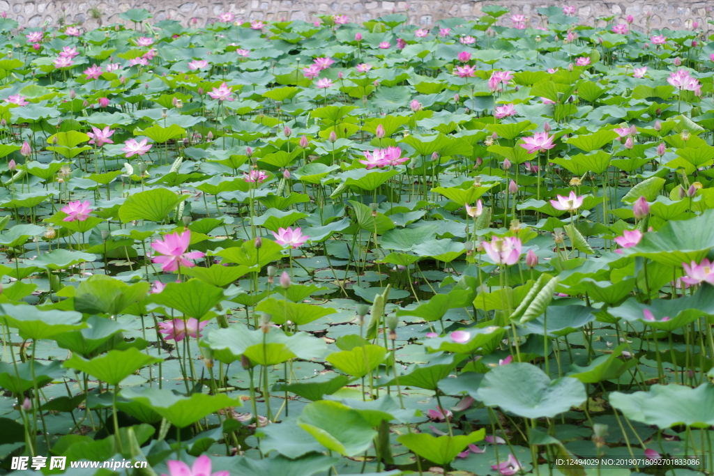 荷花