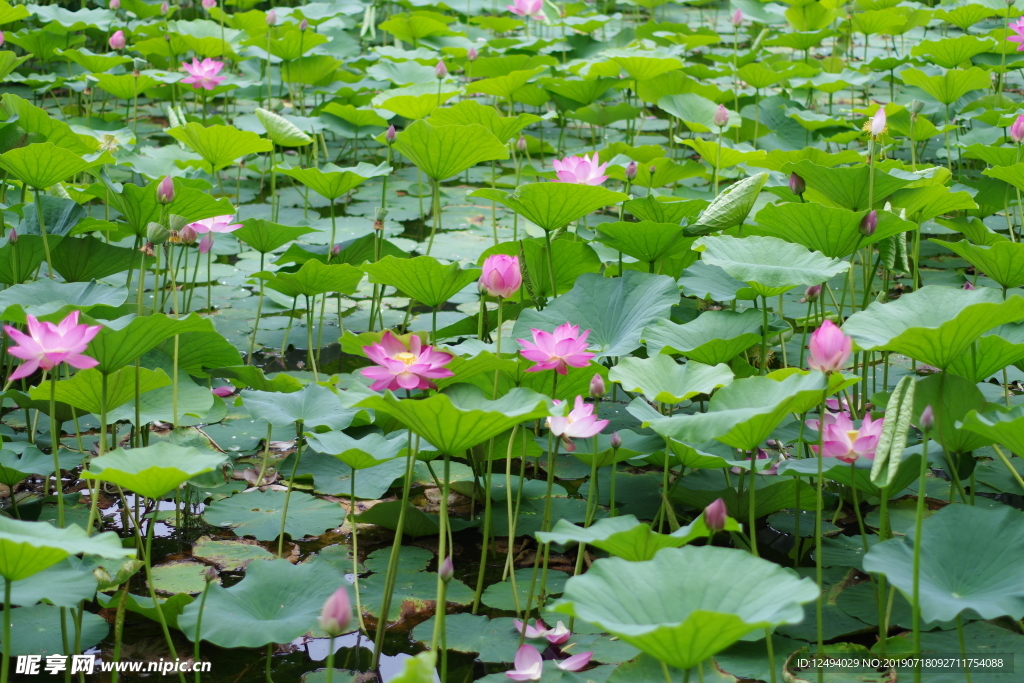 荷花