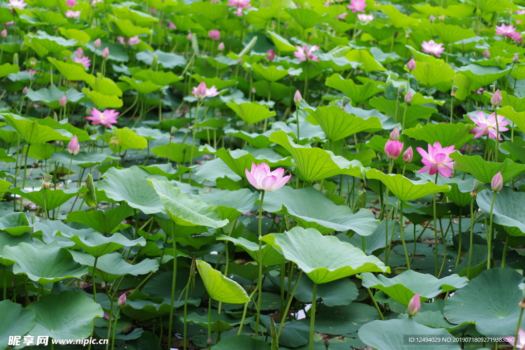 荷花