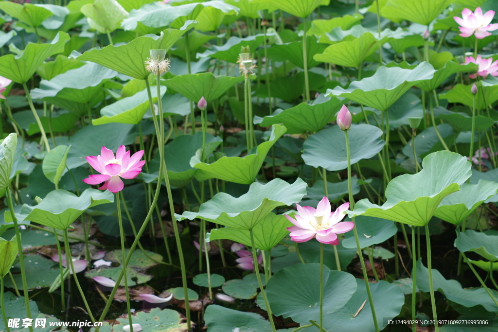 荷花