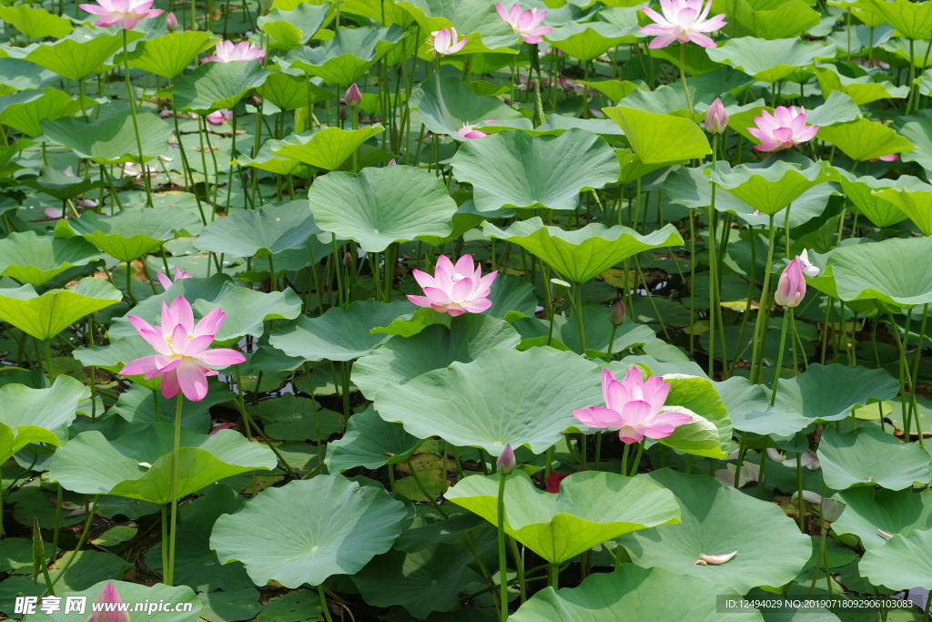 荷花