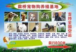 宠物狗养殖基地