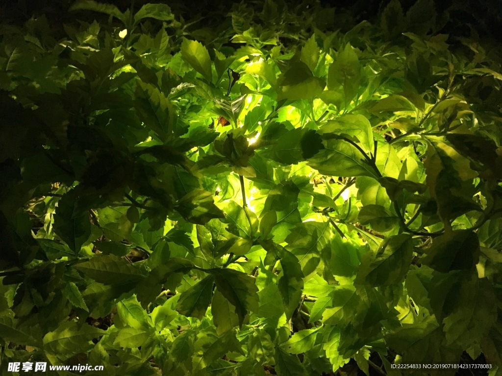 夜生活之发光的绿植
