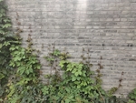 古风绿化
