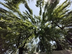 柳树