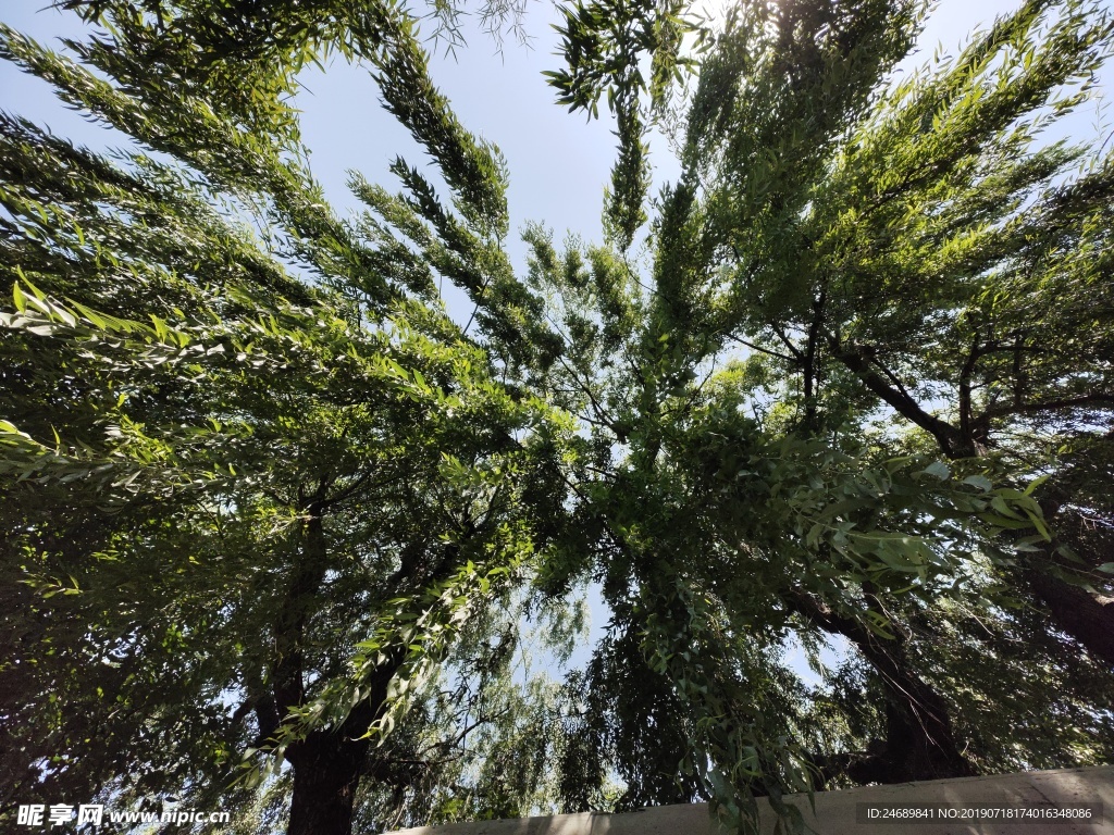 柳树