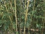 竹子