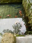 鱼池