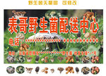 野生菌 菌子图
