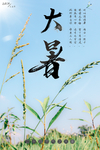 大暑海报