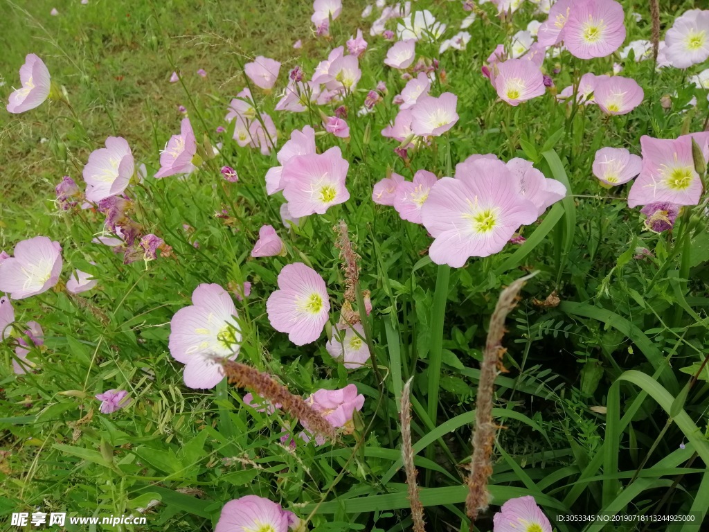 花丛