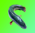 鲤鱼
