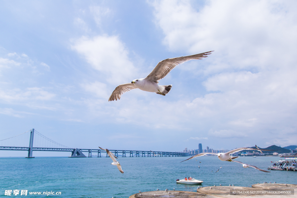 蓝天大海海鸥