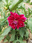 大丽花