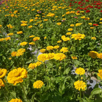 菊花 种植 花园 美丽 植物