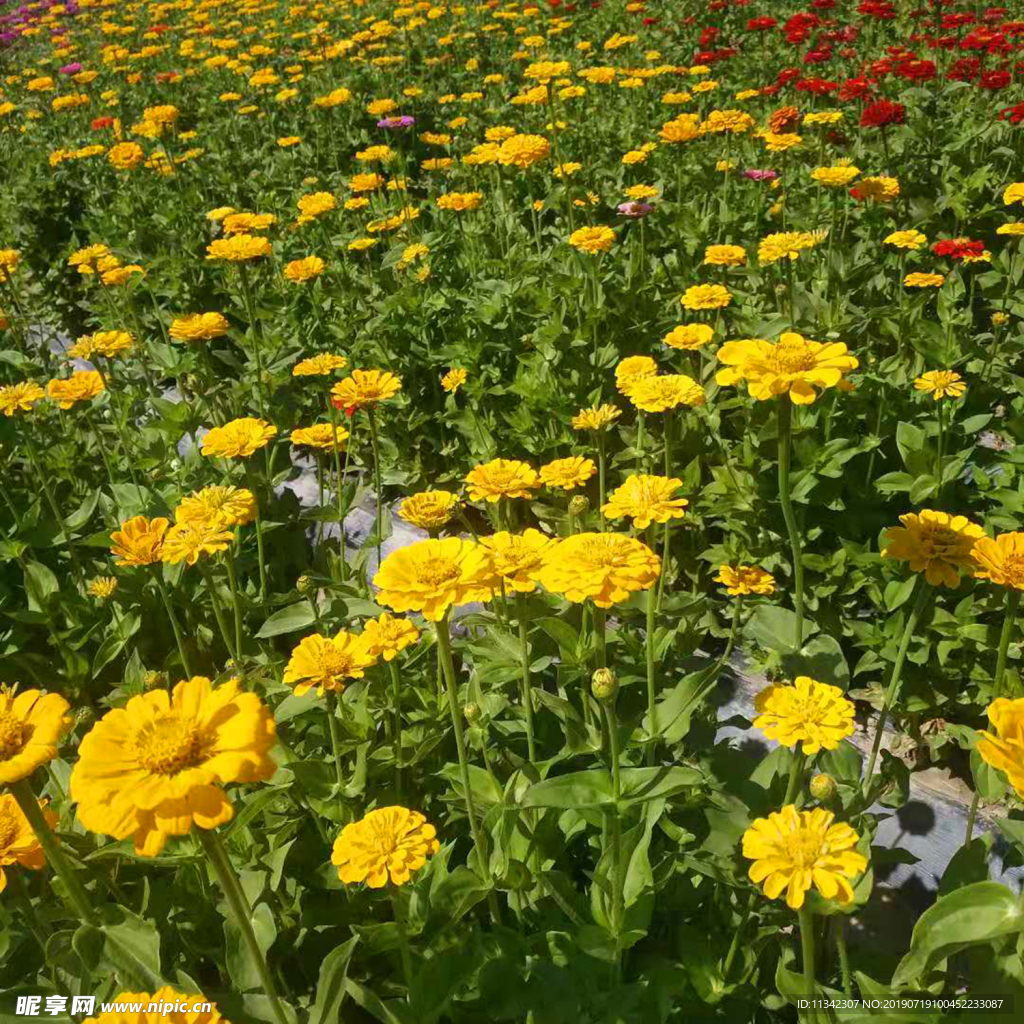 菊花 种植 花园 美丽 植物