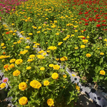 菊花 种植 花园 美丽 植物