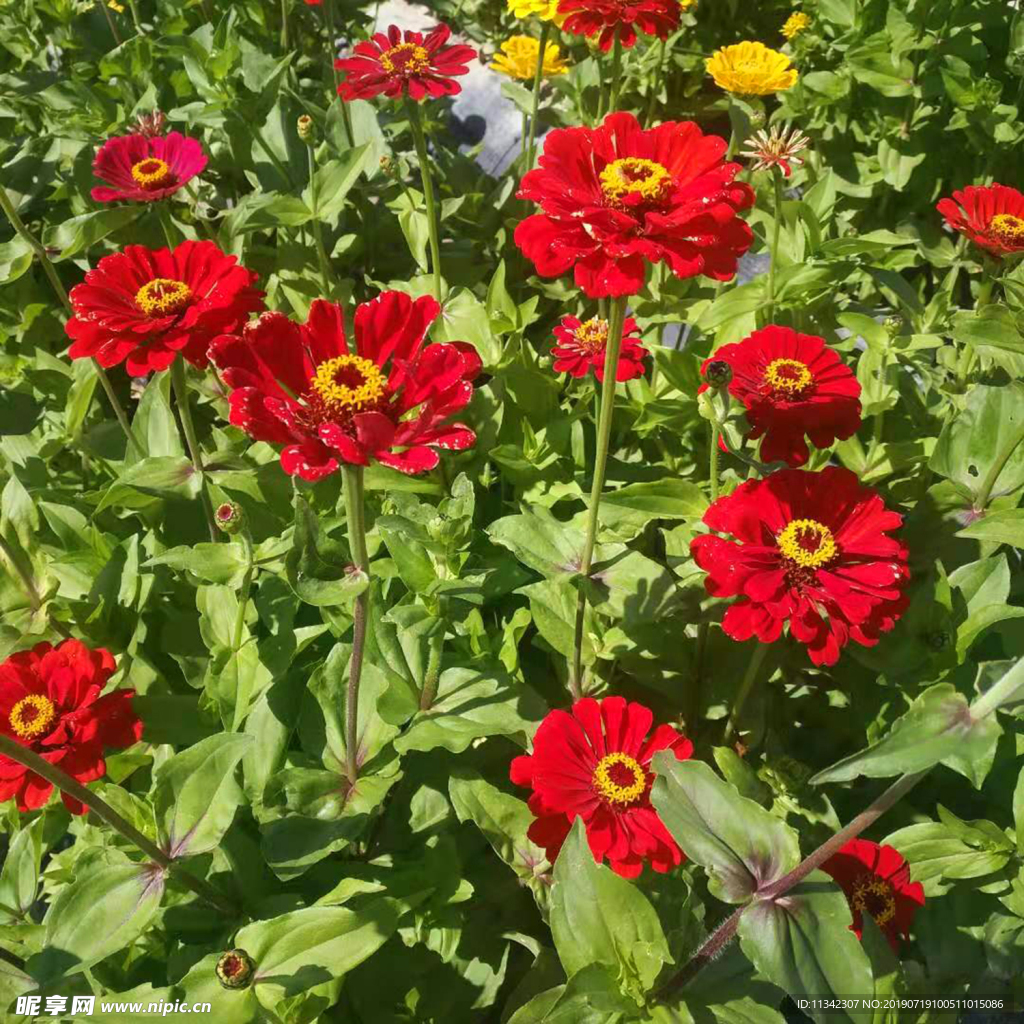 菊花