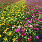 花海