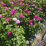 紫色花