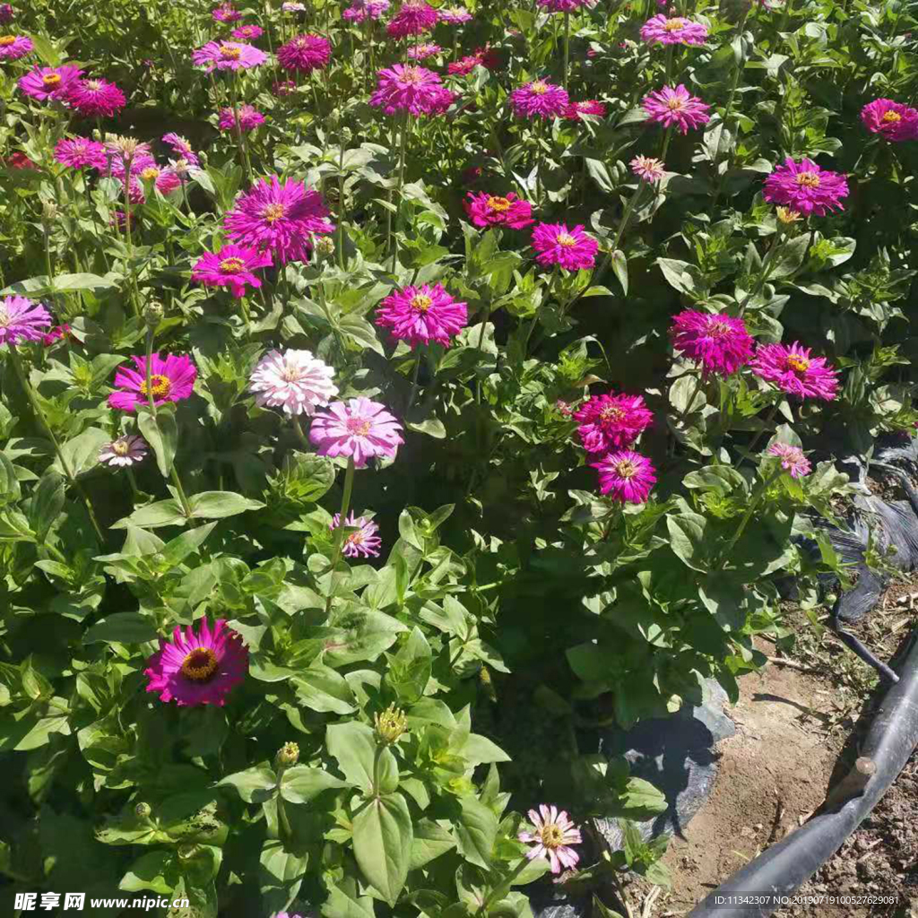 紫色花