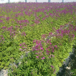 柳叶马鞭草