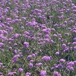 花海
