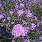 花海