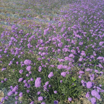 花田