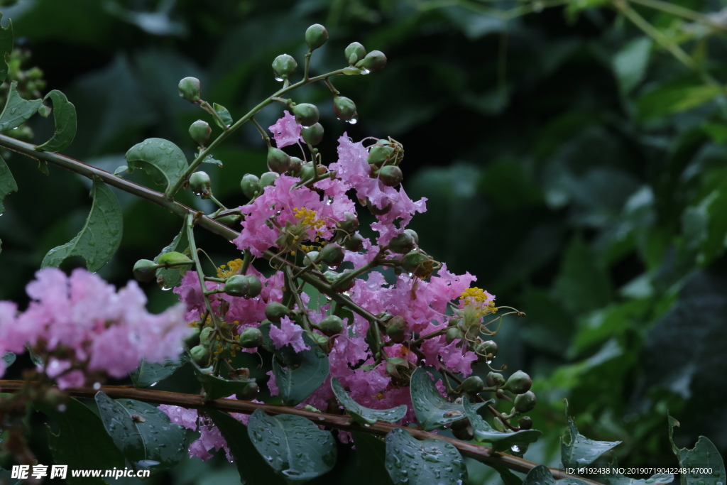 紫薇花