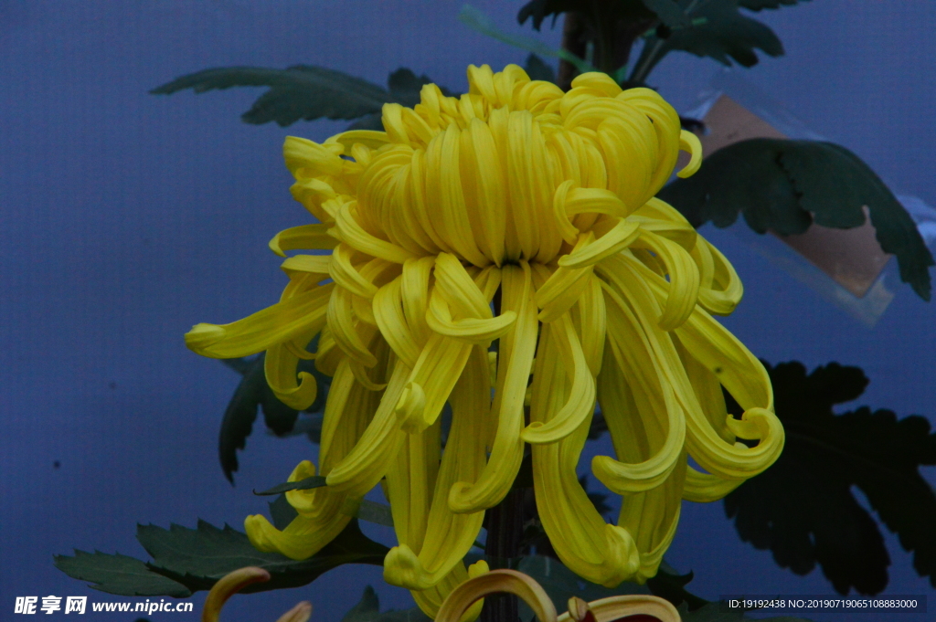 菊花