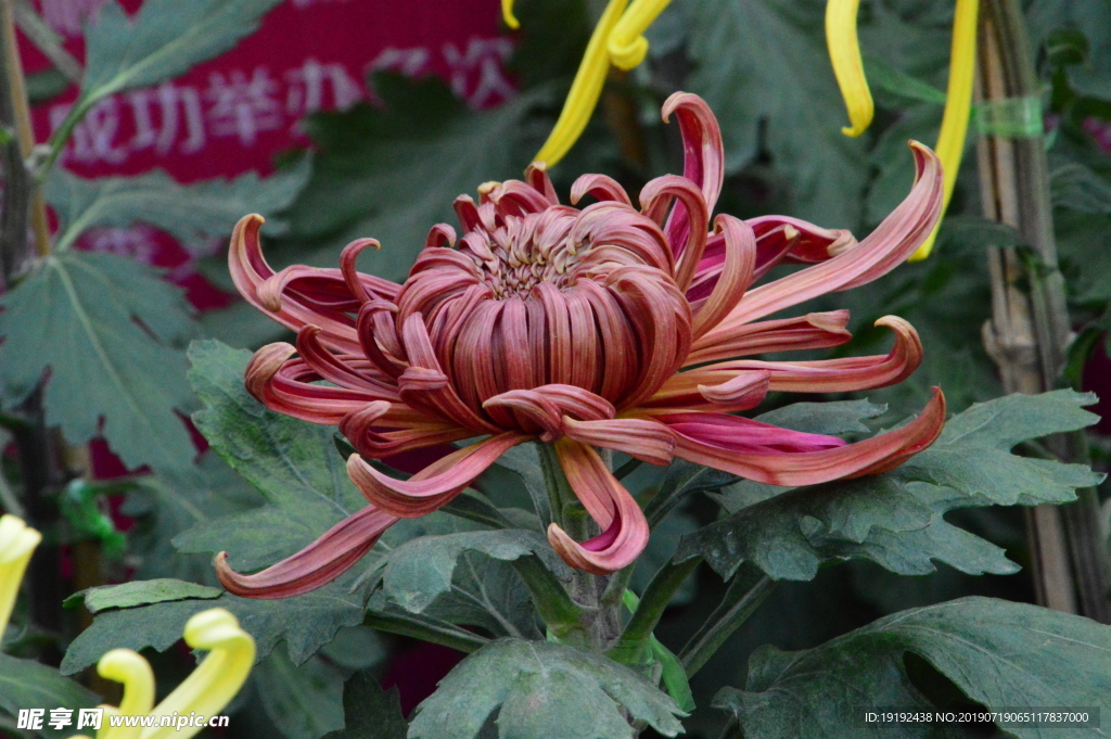 菊花