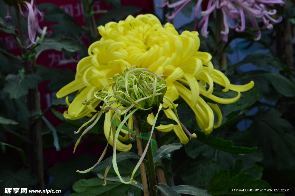 菊花