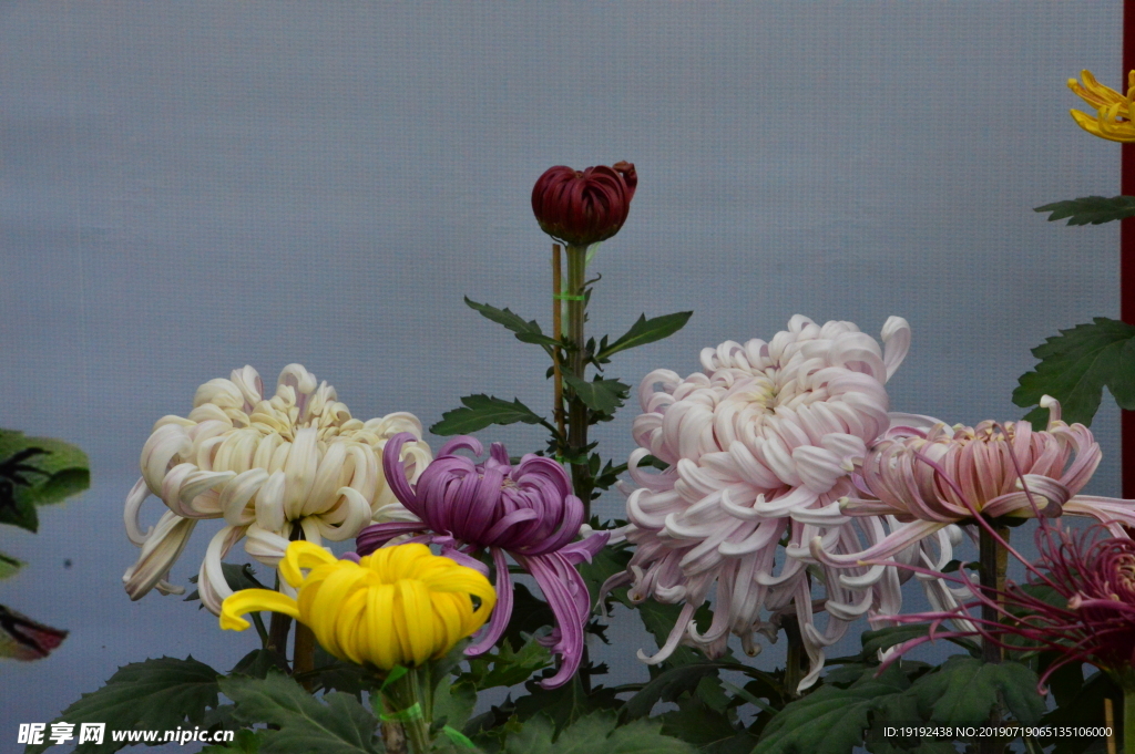 菊花
