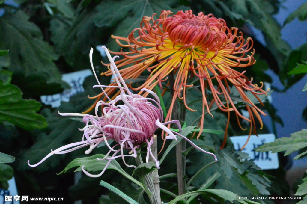 菊花