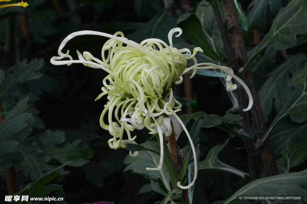 菊花