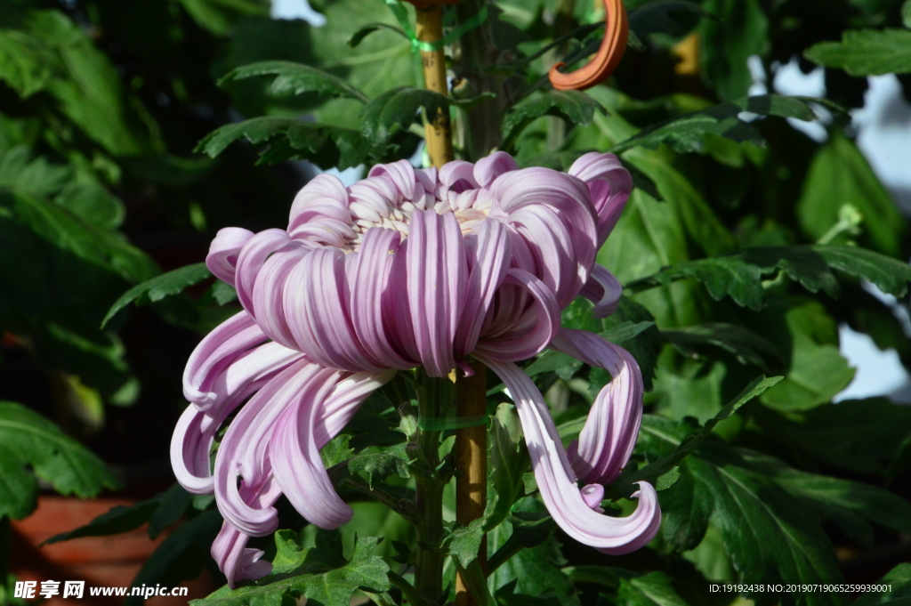 菊花