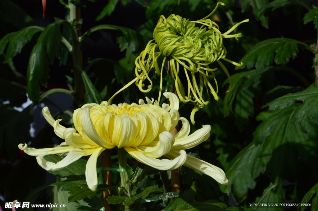 菊花