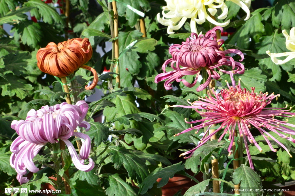 菊花