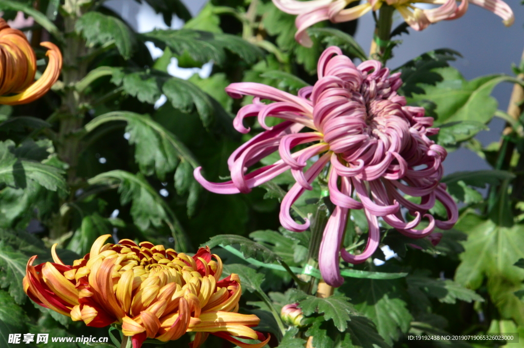菊花