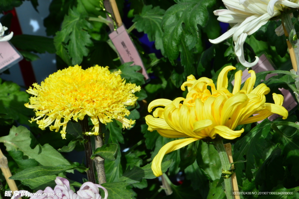 菊花