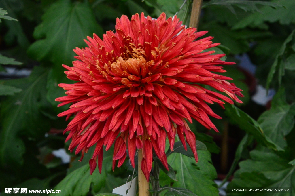 菊花